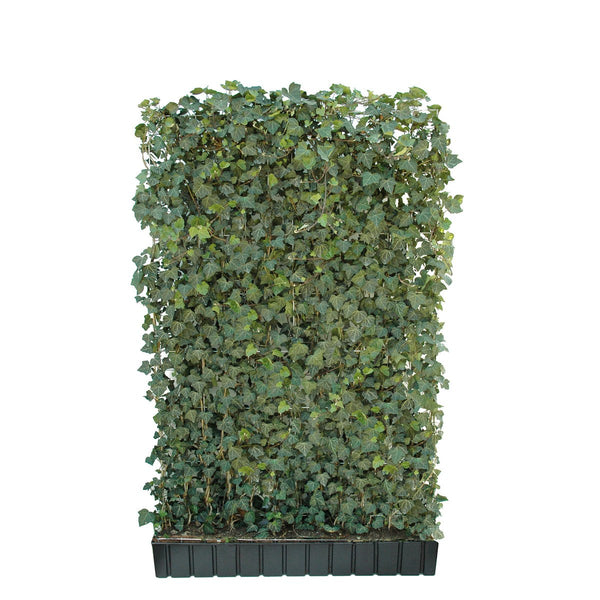 Haie prête à poser : lierre 'Woerneri' – Hauteur 180 cm