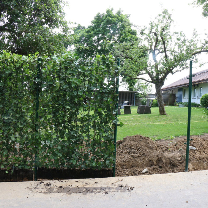 Haie prête à poser : lierre 'Woerneri' – détail et au jardin