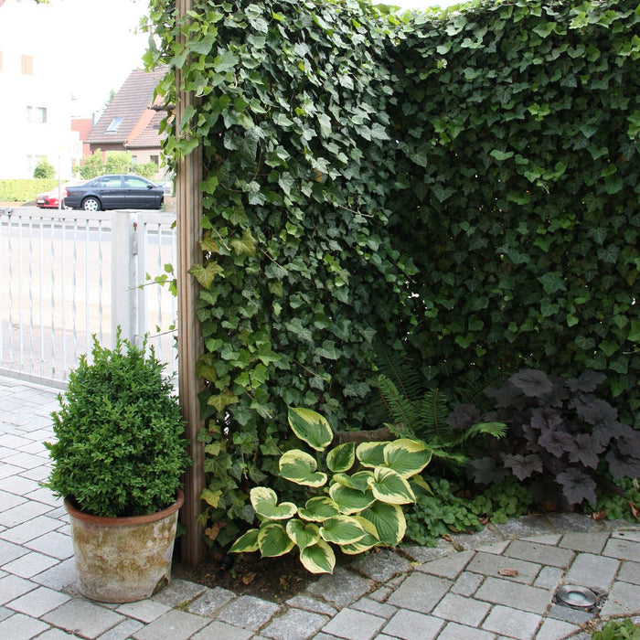 Haie prête à poser : lierre 'Woerneri' – détail et au jardin