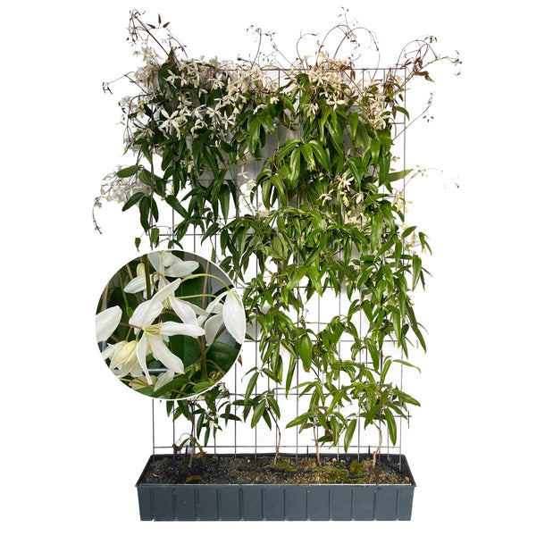 Haie prête à poser : clématite persistante 'Snow Drift' – Hauteur 180 cm