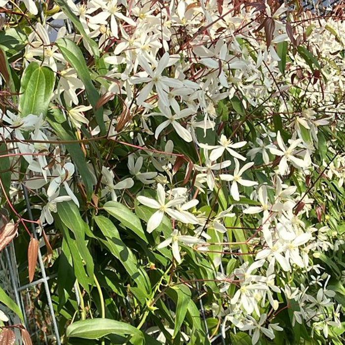 Haie prête à poser : clématite persistante 'Snow Drift' – détail et au jardin
