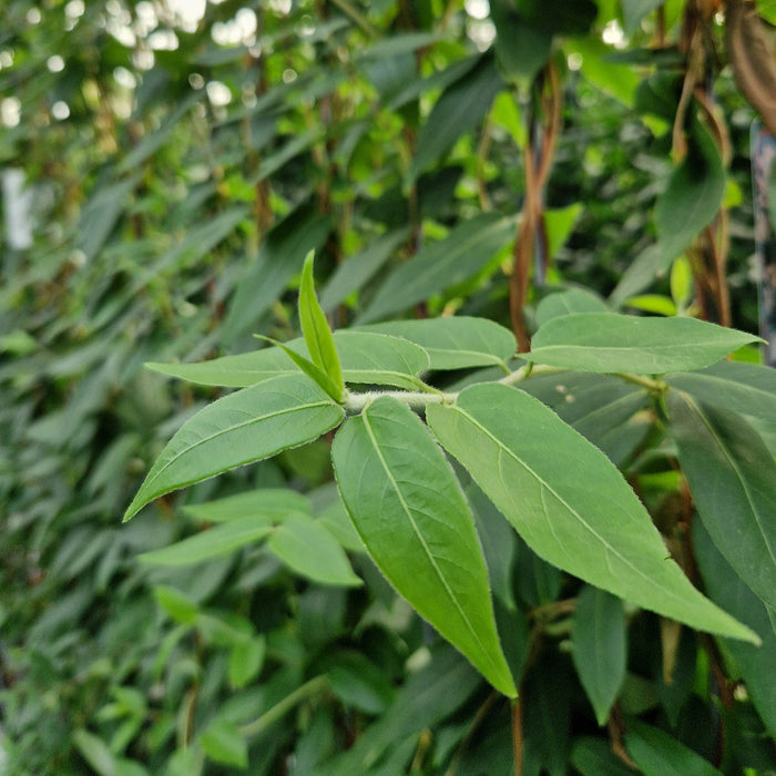 Haie prête à poser : chèvrefeuille persistant – détail et au jardin