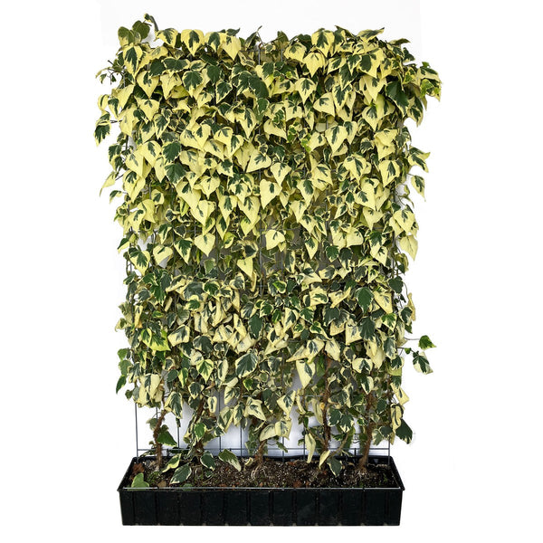 Haie prête à poser : lierre de Colchide 'Dentata Variegata' – Hauteur 180 cm