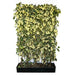Haie prête à poser : lierre de Colchide 'Dentata Variegata' – Hauteur 180 cm