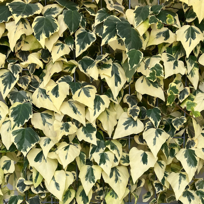 Haie prête à poser : lierre de Colchide 'Dentata Variegata' – détail et au jardin