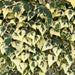 Haie prête à poser : lierre de Colchide 'Dentata Variegata' – détail et au jardin
