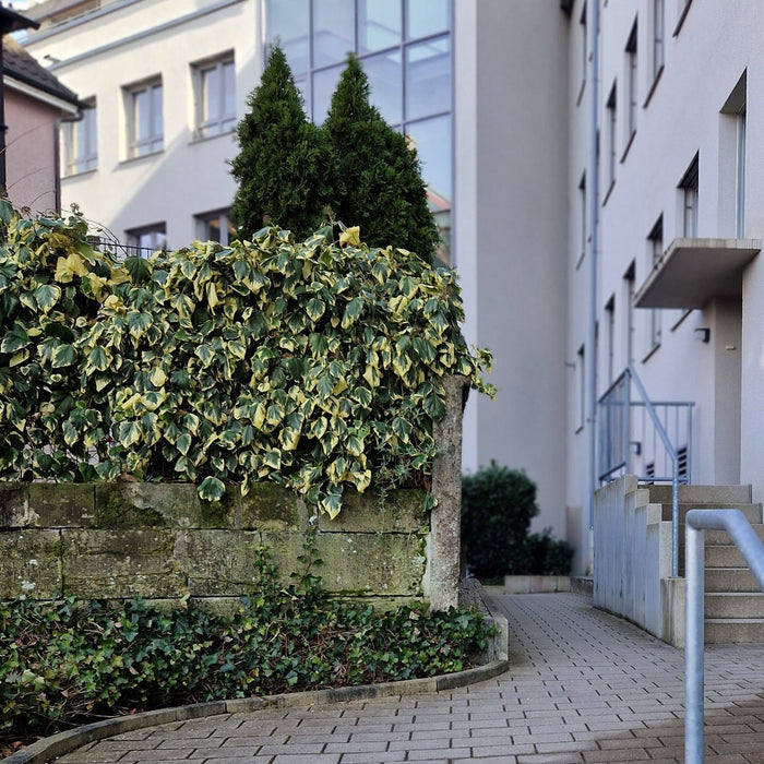 Haie prête à poser : lierre de Colchide 'Dentata Variegata' – détail et au jardin