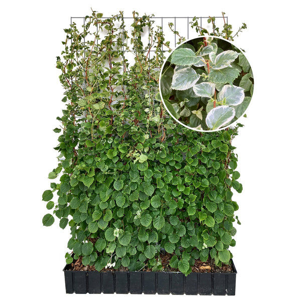 Haie prête à poser : hortensia grimpant 'Take a Chance' – Hauteur 180 cm