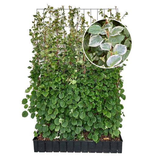 Haie prête à poser : hortensia grimpant 'Take a Chance' – Hauteur 180 cm
