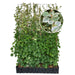 Haie prête à poser : hortensia grimpant 'Take a Chance' – Hauteur 180 cm