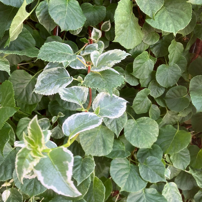 Haie prête à poser : hortensia grimpant 'Take a Chance' – détail et au jardin