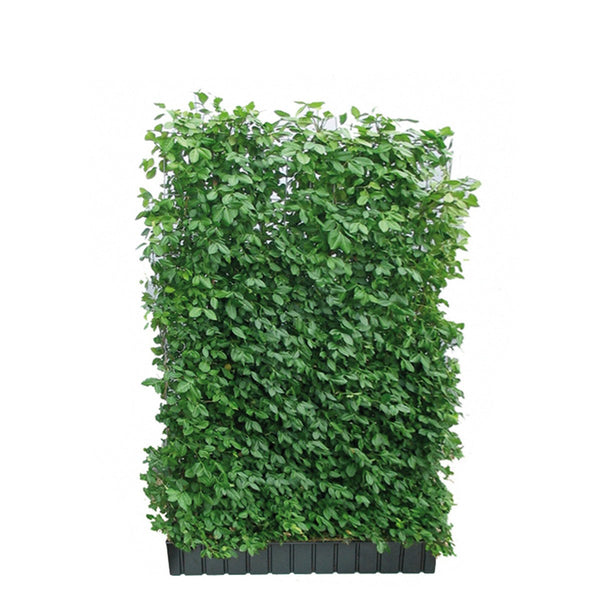Haie prête à poser : fusain 'Coloratus' – Hauteur 180 cm