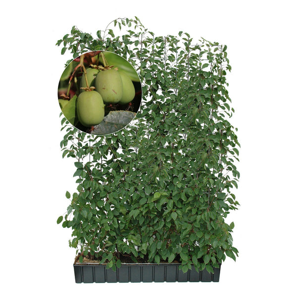 Haie prête à poser : mini-kiwi 'Geneva' – Hauteur 180 cm