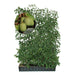 Haie prête à poser : mini-kiwi 'Geneva' – Hauteur 180 cm