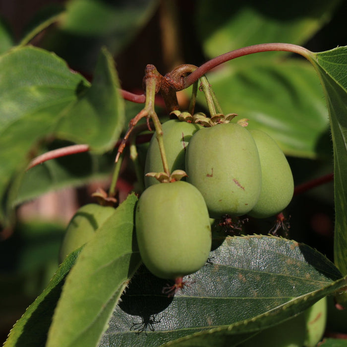 Haie prête à poser : mini-kiwi 'Geneva' – détail et au jardin
