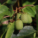 Haie prête à poser : mini-kiwi 'Geneva' – détail et au jardin