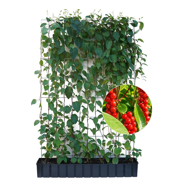 Haie prête à poser : schisandra – Hauteur 180 cm