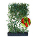 Haie prête à poser : schisandra – Hauteur 180 cm