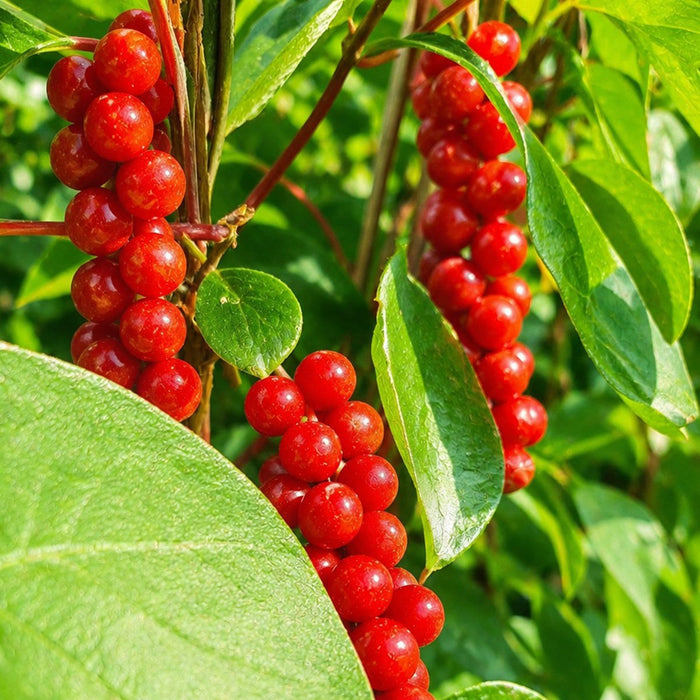 Haie prête à poser : schisandra – détail et au jardin