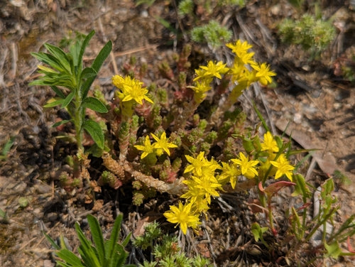 Orpin — Bild 4