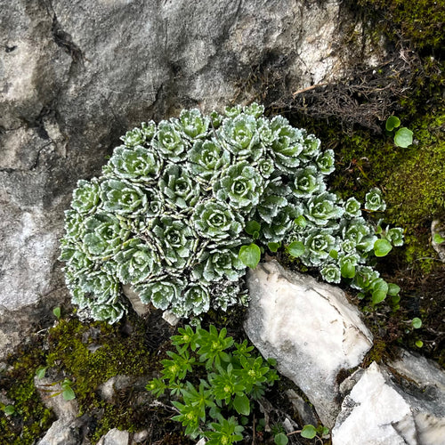 Saxifrage d'orpin — photo 4 sur 9