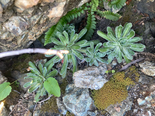 Saxifrage d'orpin — Bild 5