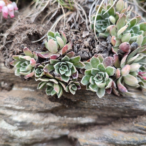 Saxifrage d'orpin — Bild 3