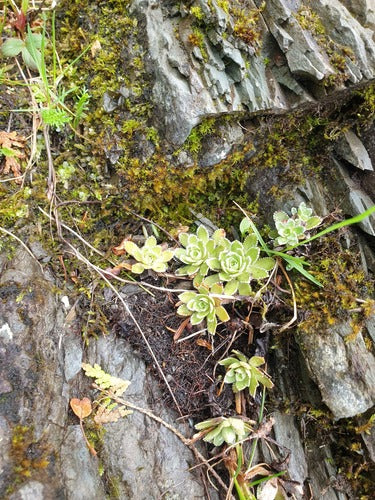 Saxifrage d'orpin — Bild 2