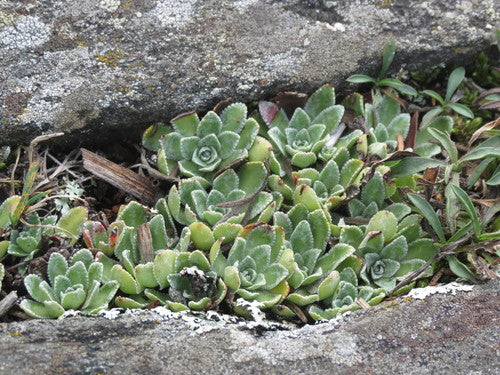 Saxifrage d'orpin — Bild 4