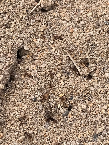 Fourmis de feu — Bild 1