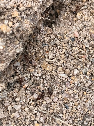Fourmis de feu — Bild 2