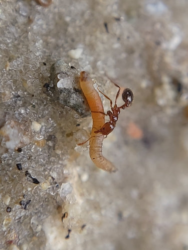 Fourmis de feu — Bild 1