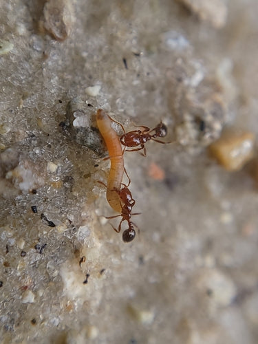 Fourmis de feu — Bild 2