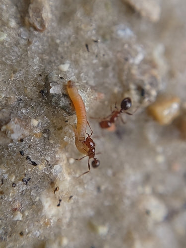 Fourmis de feu — Bild 3