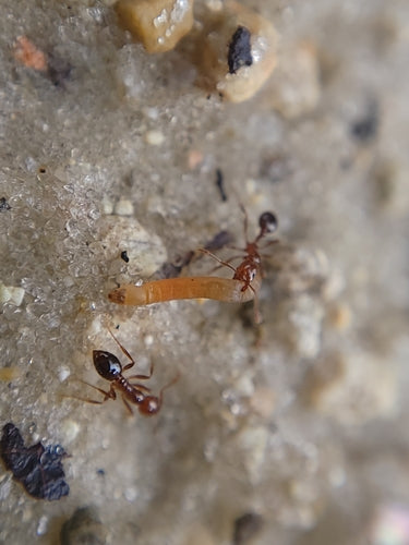 Fourmis de feu — Bild 4