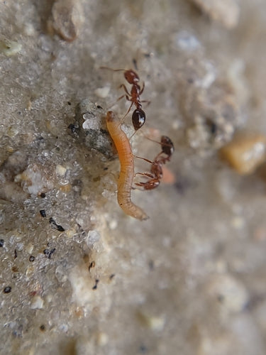 Fourmis de feu — Bild 5