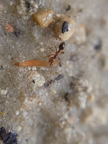 Fourmis de feu — Bild 3