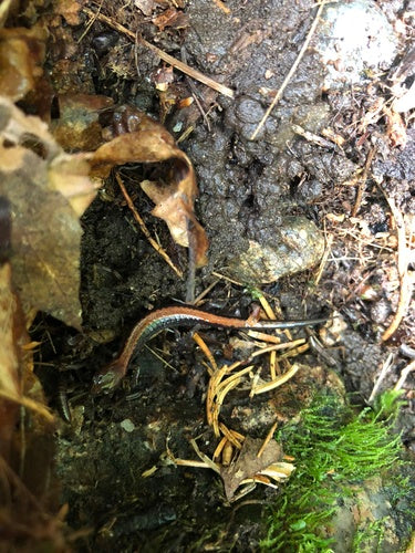 Salamandre de feu — Bild 2