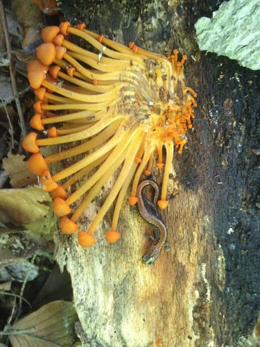 Salamandre de feu — Bild 5