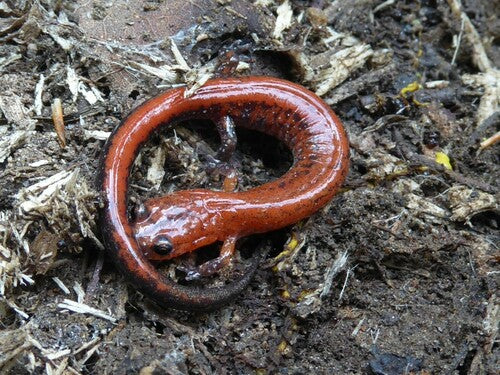 Salamandre de feu — Bild 3