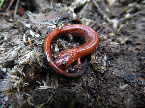 Salamandre de feu — Bild 4