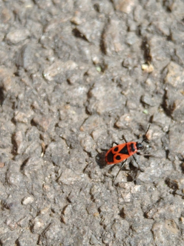Pyromane — Bild 4