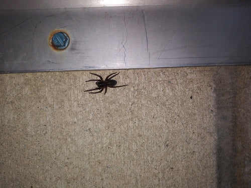 Araignée sombre — Bild 3