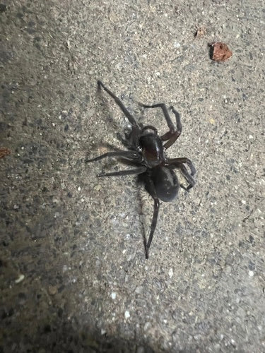Araignée sombre — Bild 5