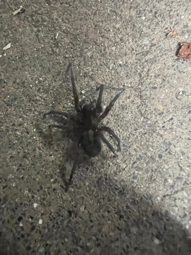 Araignée sombre — Bild 4