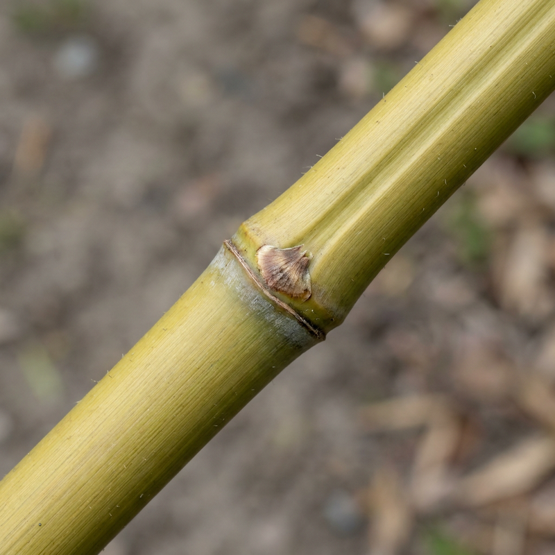 Bambou tube plat
