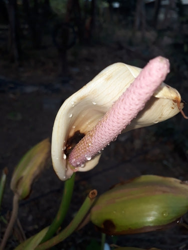 Anthurium — photo 1 sur 8