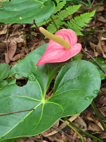 Anthurium — photo 2 sur 8
