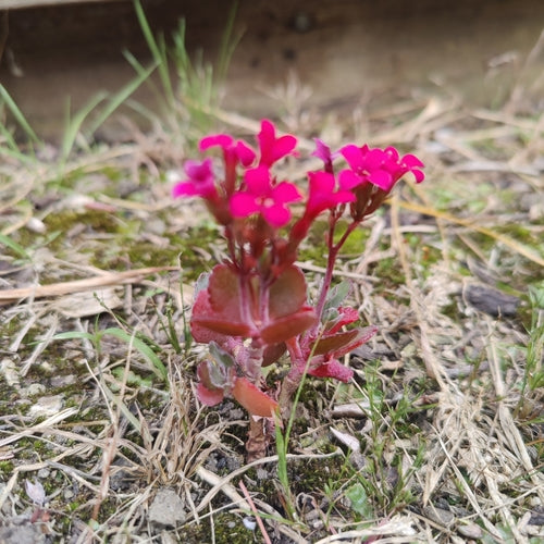 Kaethchen enflammé — Bild 2