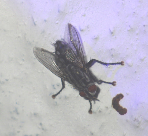 Mouche à chair — Bild 4